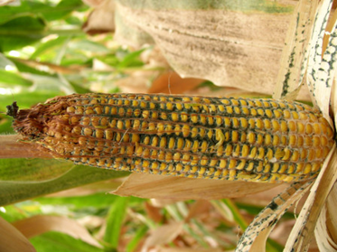 Trichoderma Ear Rot. Photo Credit Trichoderma Ear Rot. Photo Credit
